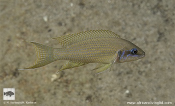 Neolamprologus brichardi 'Lupita Island'